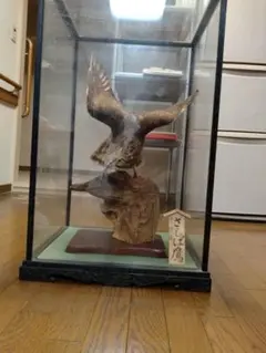 2025年最新】鷹 剥製の人気アイテム - メルカリ