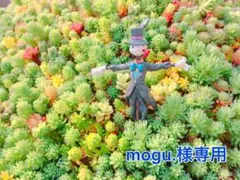 mogu.　販売再開しました❁﻿様 リクエスト 5点 まとめ商品