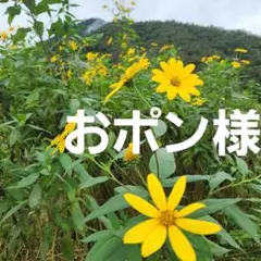 おポン様 菊芋 完全自然栽培 2㎏ (洗浄済み) 兵庫県産