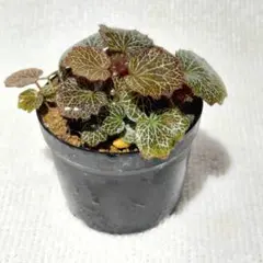 山野草・極姫ユキノシタ⑯ 豆鉢/盆栽/苔テラリウム/パルダリウムに