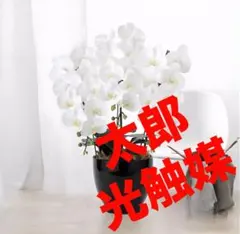 光触媒　人工観葉植物　フェイクグリーン　フレッシュ胡蝶蘭 3本立W