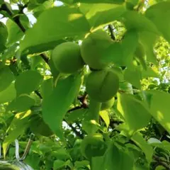 豊後梅 農薬除草剤不使用 コンパクト１キロ位