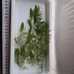 マツモのサムネイル