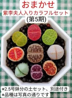 S18　寿麗玉系　カラフルセット　多肉植物リトープス/コノフィツム　抜き苗 S18 寿麗玉系 カラフルセット 多肉植物リトープス/コノフィツム