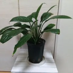 スパティフィラム ピカソ SPATHIPHYLLUM cv. `PICASSO` - メルカリ