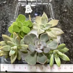 2025年最新】多肉植物 朧月の人気アイテム - メルカリ