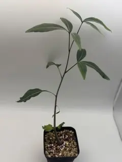 バオバブの木　実生苗のサムネイル