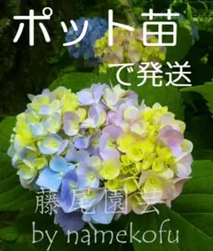 【花苗】ヤマアジサイ　おりひめ　大苗　6号　タグ付き　メルカリ便発送 花苗】ヤマアジサイ おりひめ 大苗 6号 タグ付き メルカリ便発送