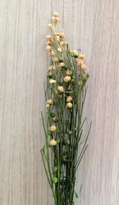 린플라워 (프리저브드) 다이치 팜 아울렛
