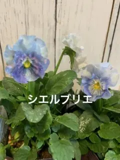 パンジー　シエルブリエ　① 10/18 メルカリ便　みぃねこ♡です。 パンジー シエルブリエ ① 10/18 メルカリ便 みぃねこ♡様専用