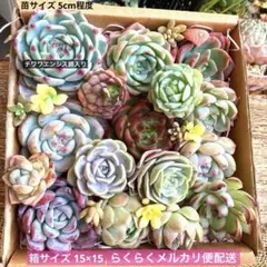 多肉植物 カット苗 詰め合わせ チワワエンシス錦入り(5cm程度) タイムセール