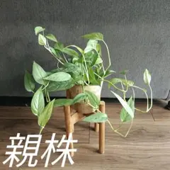 2025年最新】ピナツム セブブルーの人気アイテム - メルカリ