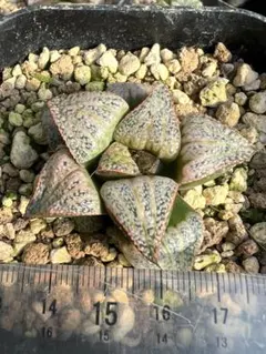 よっしー☆様専用 ハオルチア　タージマハル