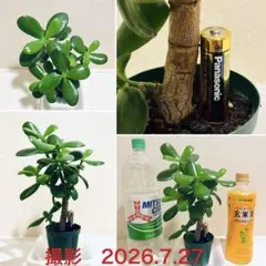 2026年最新】抜き苗の人気アイテム - メルカリ