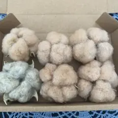 綿花 コットンフラワー