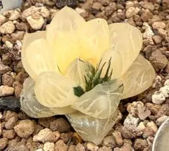 sugarsugar様 リクエスト 2点 まとめ商品