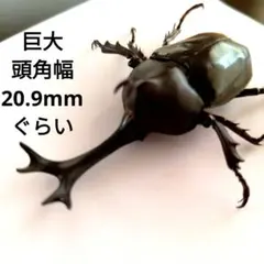 宝物概略サイズmm全長80頭角幅19.5胸角幅5.1ぐらい野生カブトムシ昆虫