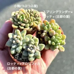 多肉植物　つぶつぶ多肉　つぶつぶ屋　大人気品種　古都の葉　カット苗　大人気