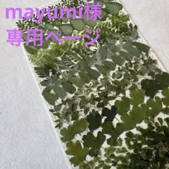 [ご確認用]押し花素材**葉っぱいろいろ・7種類** No597