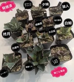 A-73 アガベ チタノタ 柊月 鉢ごと メルカリ便発送 A-73 アガベ チタノタ 柊月 鉢ごと メルカリ便発送 アガベ チタノタ 柊