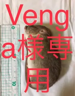 Item thumbnail for item 878516ac-dc40-4d42-ae9a-9070dc92ca13