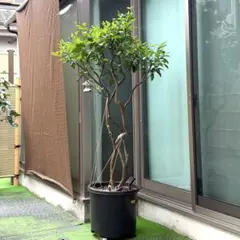 【週末特価】大型柑橘系 20年鉢植え⭐️横浜引き取り限定⭐️ 高さ190cm 大型柑橘系 20年鉢植え⭐️横浜引き取り限定⭐️ 高さ190cm - メルカリ