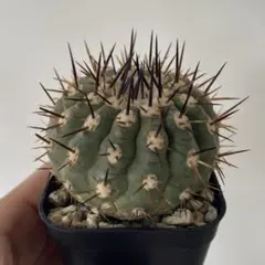 2026年最新】コピアポア シネレアの人気アイテム - メルカリ