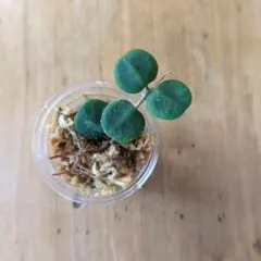 ホヤ　セルペンス