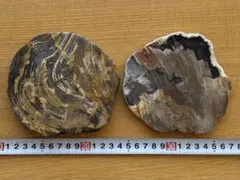 珪化木 プレート 2枚セット ペトリファイドウッド アマブロ スライス