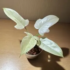 フィロデンドロン フロリダゴースト