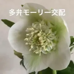 2025年最新】加藤農園モーリーの人気アイテム - メルカリ