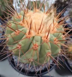 2025年最新】copiapoaの人気アイテム - メルカリ