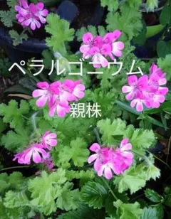 2026年最新】ペラルゴニウム 種子の人気アイテム - メルカリ