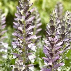 Aありりん様 リクエスト 2点 まとめ商品