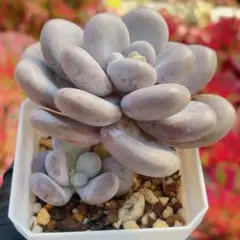 【極上レア@3480】コンパクツム錦 極上レア@3480】コンパクツム錦