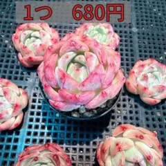 新品種　多肉植物　ラブベリ　エケベリア属