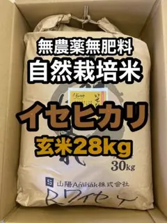 自然栽培【イセヒカリ】玄米28kg 新米 令和7年度産 無農薬無肥料の自然栽培米のサムネイル