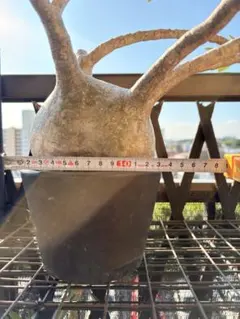 パキポディウム グラキリス 塊根幅約12cm