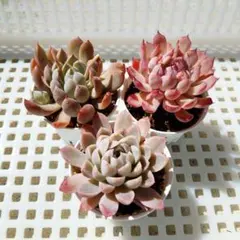 多肉植物　エケベリア　抜き苗セット