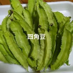 2026年最新】茗荷の人気アイテム - メルカリ