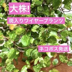 タマちゃん　★プロフ必読★様 リクエスト 5点 まとめ商品