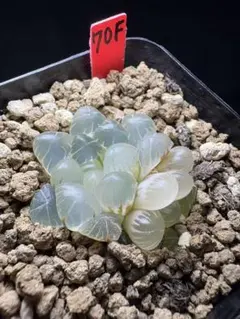 63f 多肉植物　ハオルチア　OB-1実生錦　自家繁殖　鉢植え発送 63f 多肉植物 ハオルチア OB-1実生錦 自家繁殖 鉢植え発送 - メルカリ
