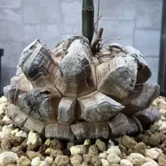 D13 亀甲竜 大株 塊根植物 コレクション株のサムネイル