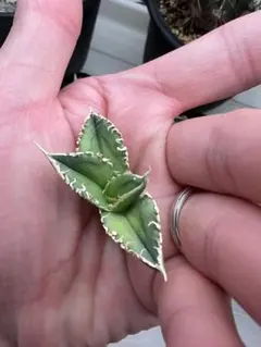 2025年最新】グレートホワイトシャーク アガベの人気アイテム - メルカリ