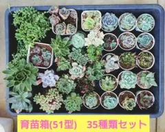 多肉植物エケベリア　35品種セット　51型育苗箱　抜き苗