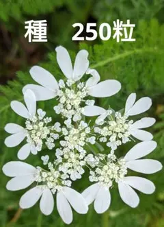 らいち様 リクエスト 4点 まとめ商品