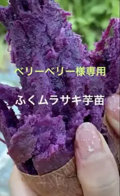 ふくむらさき紫芋苗100本送料込み ふくムラサキ芋苗20本送料込み - メルカリ