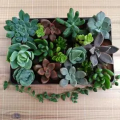 多肉植物　寄せ植えセット