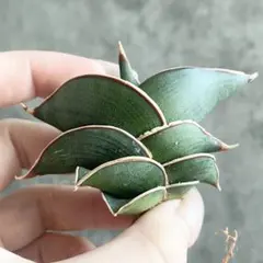 2026年最新】サンスベリア ロリダの人気アイテム - メルカリ