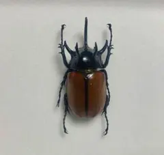 2025年最新】ゴホンヅノカブト 標本の人気アイテム - メルカリ